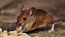 24 Hour & Emergency Exterminators in New Zion, SC